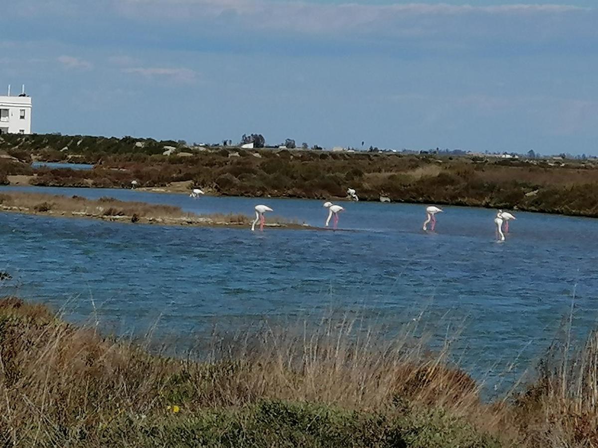 Lo Flamenc @Amposta Lejlighed Eksteriør billede